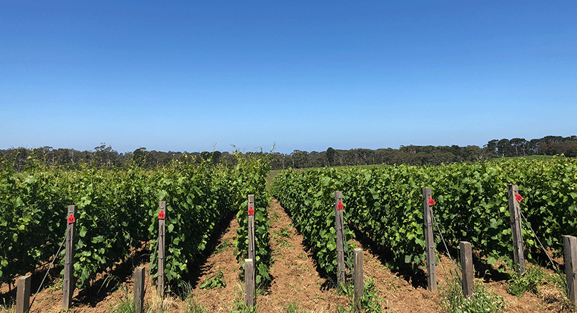 Ten Minutes by Tractor Vineyard 